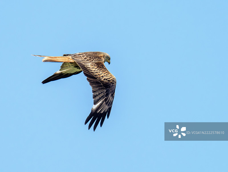 在英国诺福克的克莱下海，一只红鸢（Milvus milvus）。图片素材