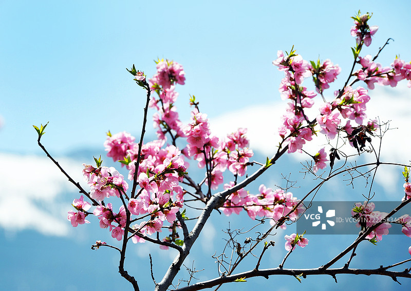 樱花，拉哈乌尔和斯皮提山谷，喜马偕尔邦，印度图片素材