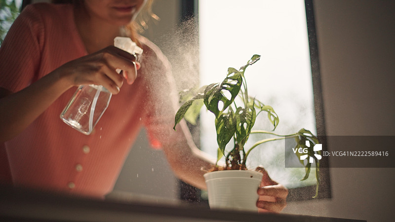 给室内植物喷洒水。图片素材