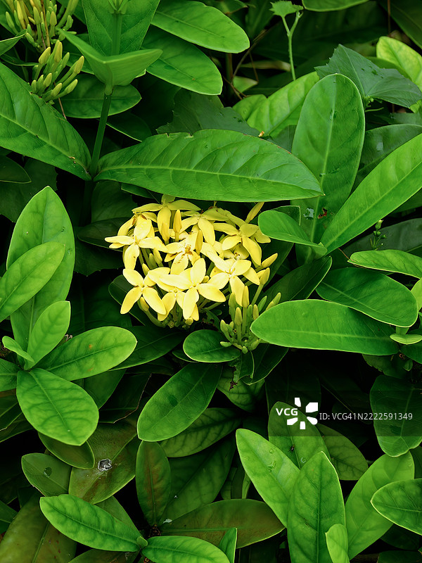 一簇密集的鲜艳黄色四瓣花。图片素材