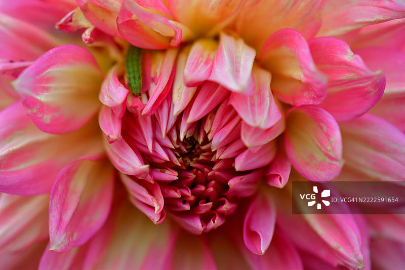 大丽花：丰富多样的形状、大小和颜色，成为景观中的热门选择图片素材