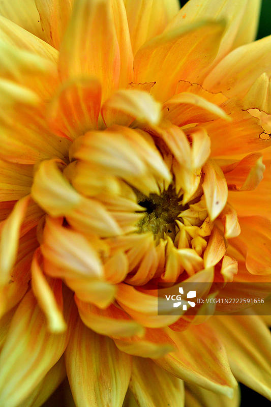 大丽花：丰富多样的形状、大小和颜色，成为景观中的热门选择图片素材