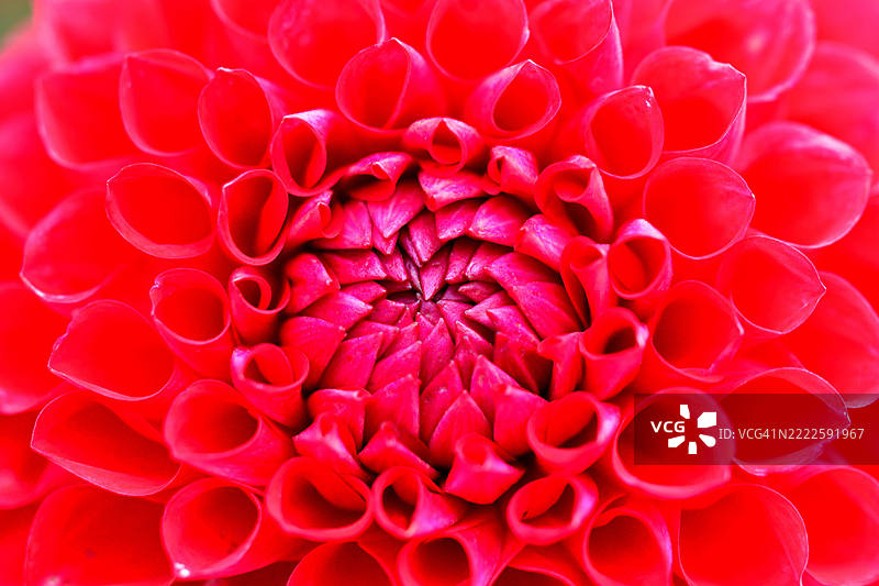 大丽花：丰富多样的形状、大小和颜色，成为景观中的热门选择图片素材