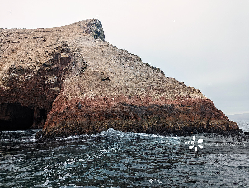 海洋生物。海狮。巴列斯塔群岛，秘鲁图片素材