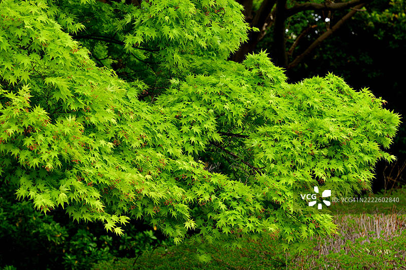 新鲜茂盛的绿叶：春天的日本枫树和树叶图片素材