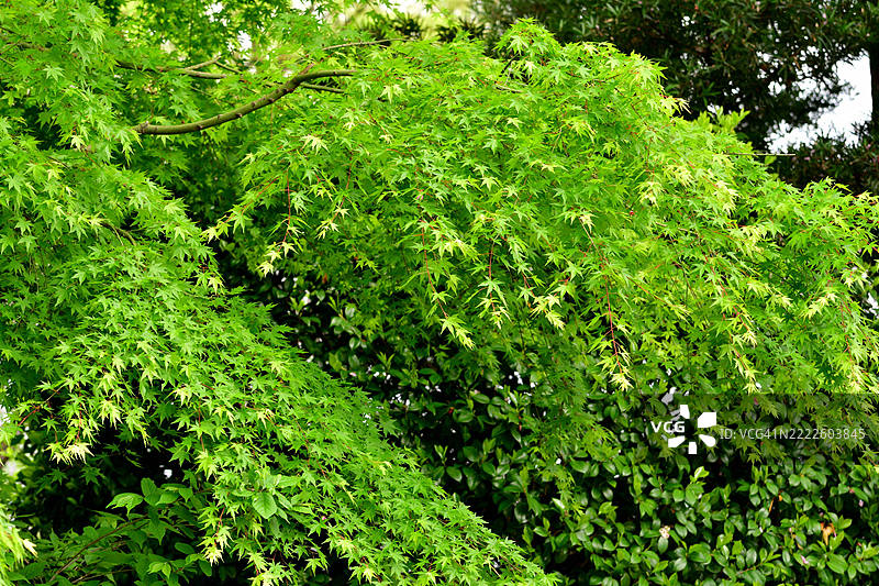 新鲜茂盛的绿叶：春天的日本枫树和树叶图片素材