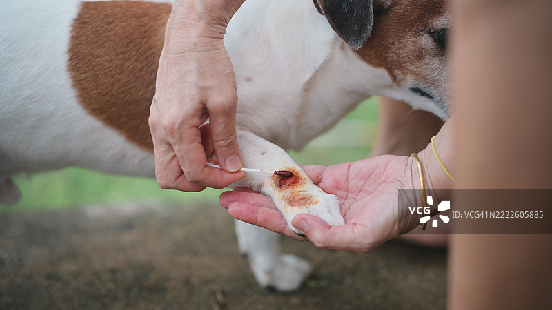 女性手在公园为小狗的伤口涂药，强调宠物健康、狗狗护理日常和家庭急救。图片素材