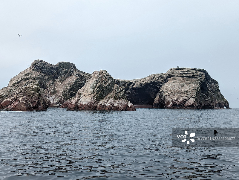 海洋生物，海豹。巴耶斯塔群岛。秘鲁图片素材