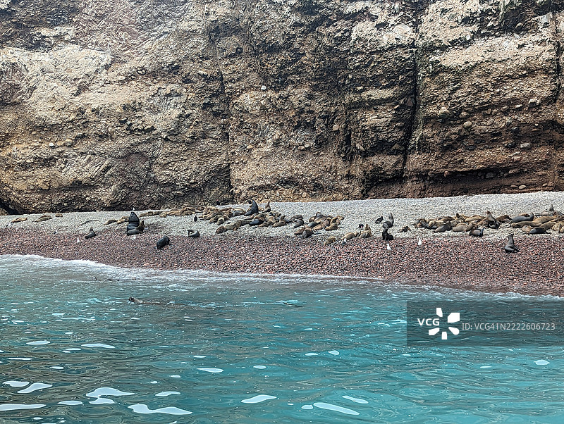 巴耶斯塔群岛的海狮和海豹在海滩上。秘鲁图片素材