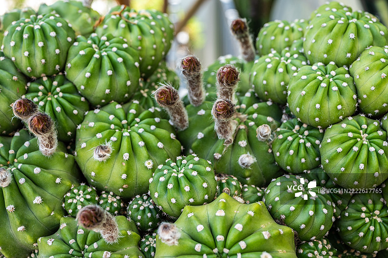 在花盆中生长的无遮蔽刺球仙人掌。图片素材