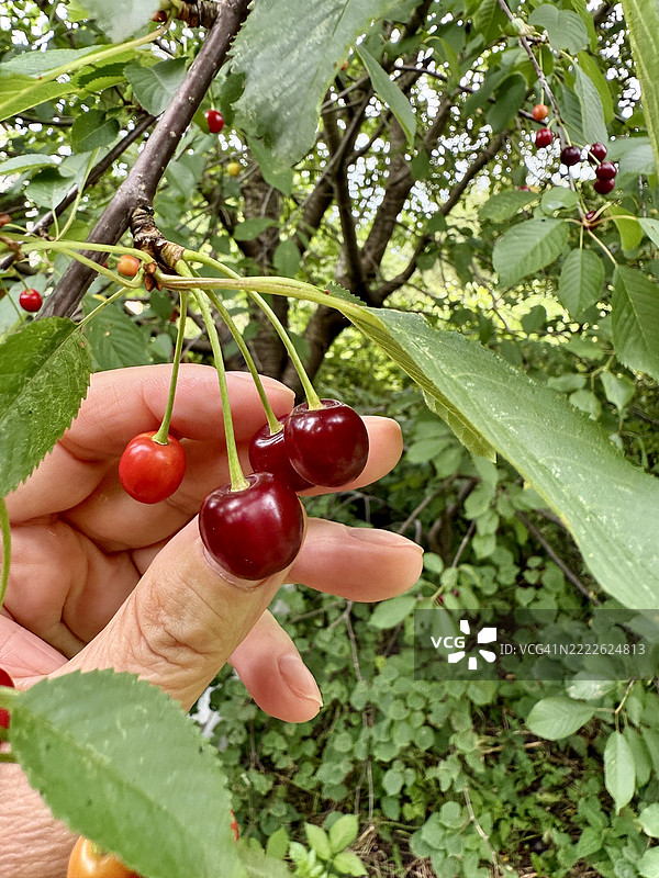 樱桃采摘图片素材