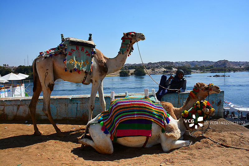 埃及努比亚村的骆驼图片素材