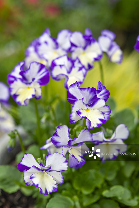 夏季花园中的紫罗兰‘瑞贝卡’盛开图片素材