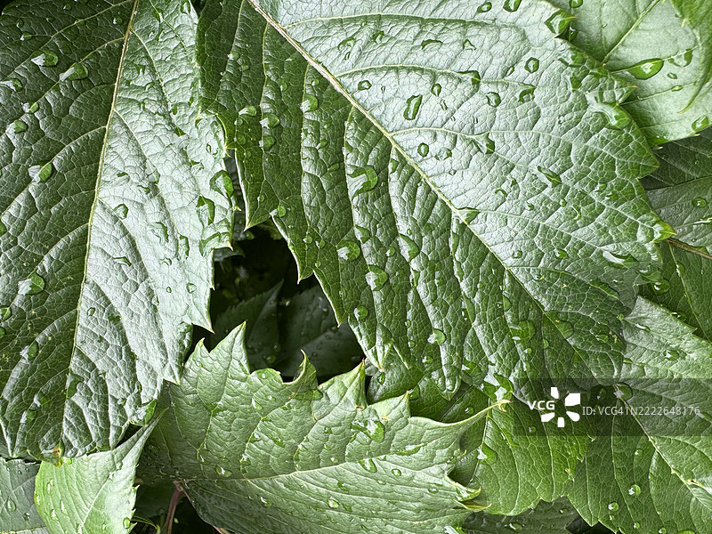雨后光滑绿色叶子的俯视图。适合作为自然背景。图片素材
