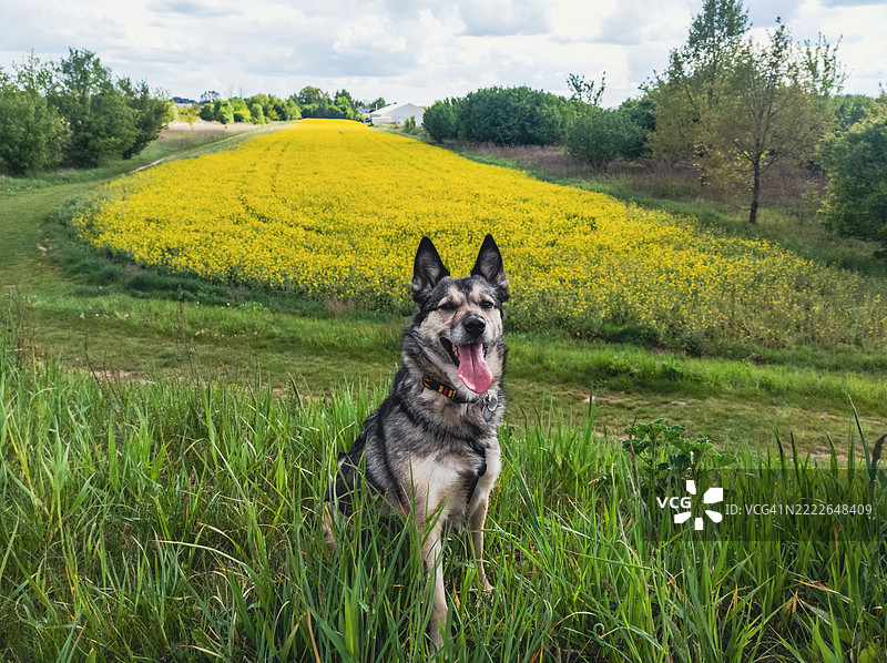 一只灰黑色的狗坐着，伸出舌头。图片素材