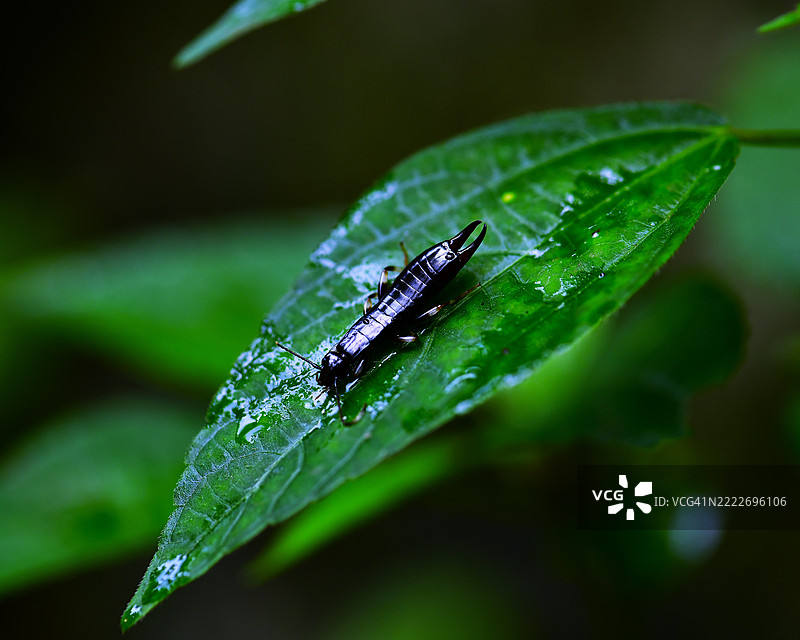 鞋钉虫末期，若虫，家钉虫科图片素材