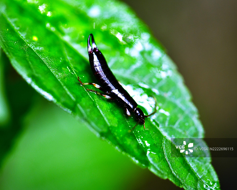 鞋钉虫末期幼虫，家钉虫科图片素材