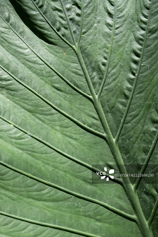 绿色叶子的特写。图片素材