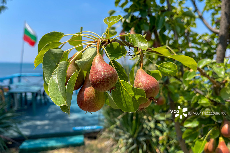 梨的特写镜头图片素材