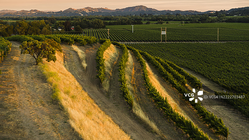 梯田农业与荒野相遇。整齐的葡萄藤在盖瑟维尔的风景中延伸，远处是群山。图片素材