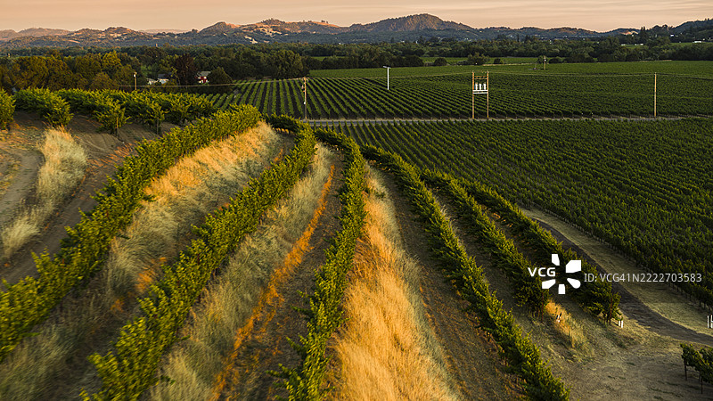 加州盖瑟维尔附近的梯田农业。整齐的葡萄藤行在日落时分延伸 across 索诺玛县的风景。图片素材