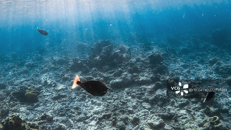 阳光照耀下的马尔代夫珊瑚礁中的鸟鱼（Gomphosus varius）图片素材