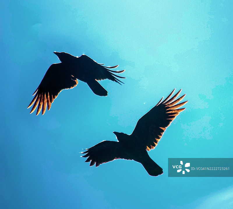 两只鸟在空中飞翔，展翅翱翔图片素材