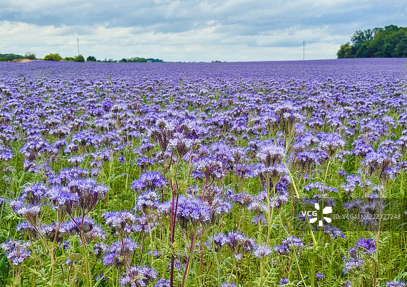 紫花地丁田图片素材