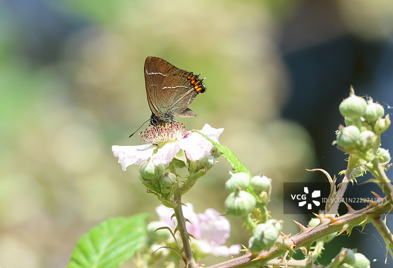 一只相当罕见的白信纹蝶（satyrium w-album）在灌木丛高处的黑莓花上吸 nectar。图片素材