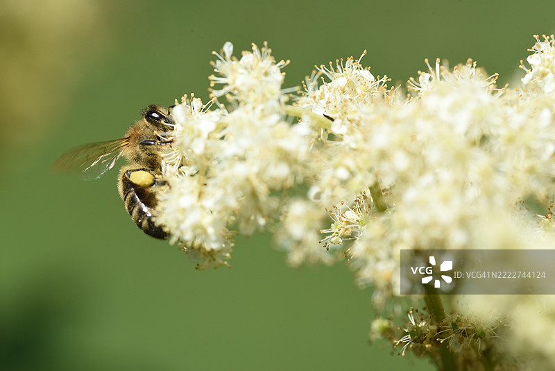 榆叶梅与蜜蜂图片素材