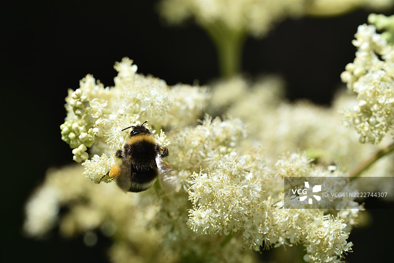 白花蛇舌草与大黄蜂图片素材
