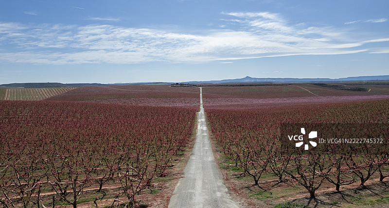 萨拉戈萨附近的桃花图片素材