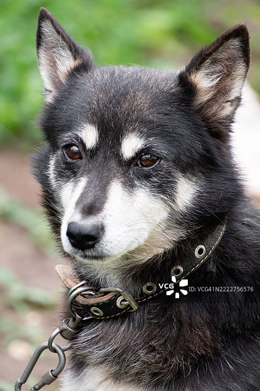 链上的阿拉斯加马拉穆特犬特写肖像图片素材