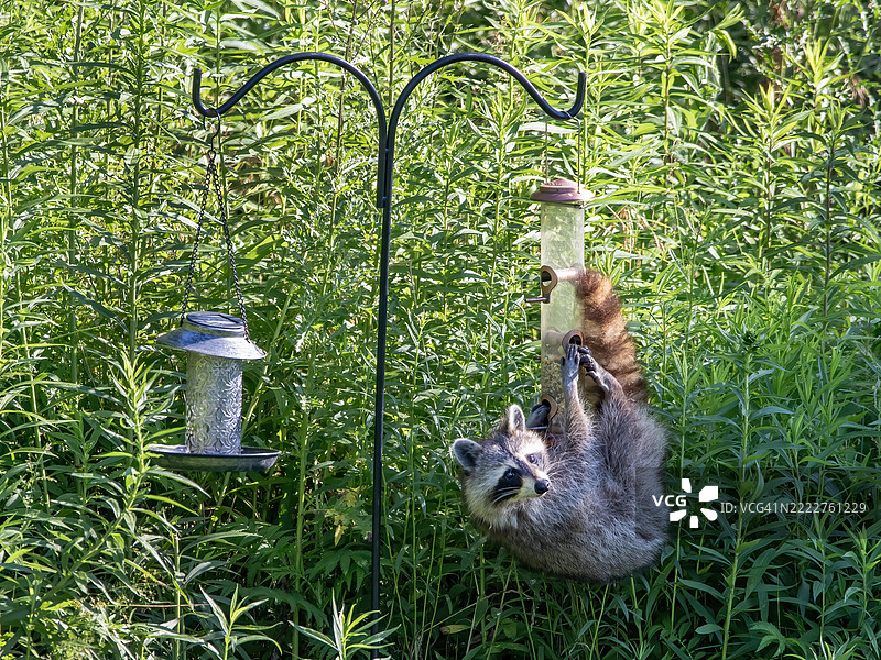 浣熊在鸟食器上的问题图片素材