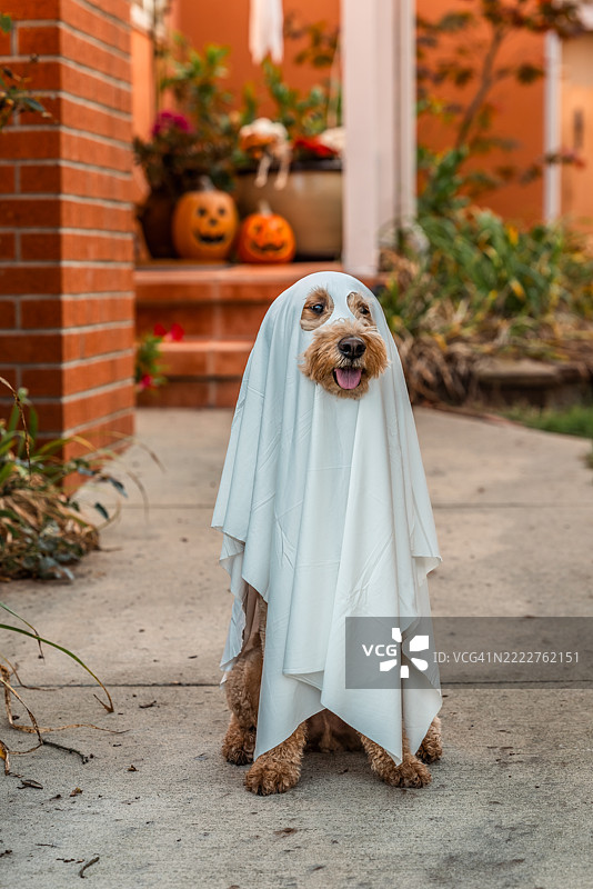 幽灵金毛贵宾犬图片素材