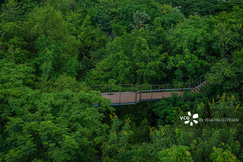 热带雨林中的木栈道。图片素材