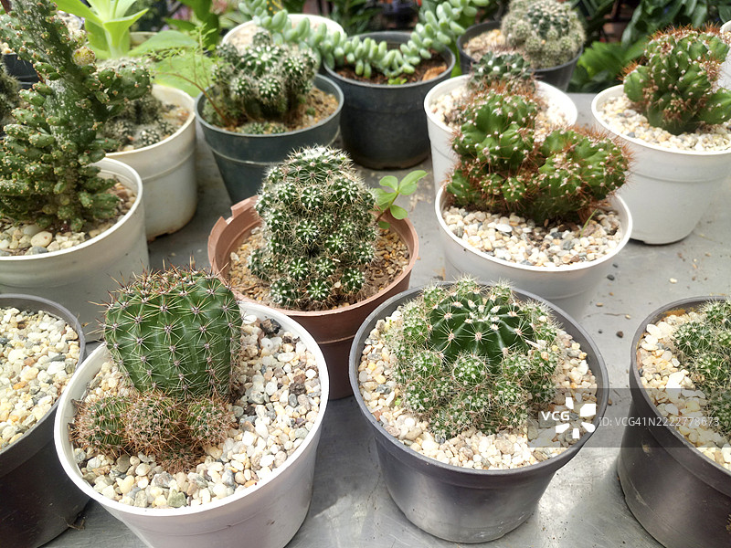 温室长椅上的小型盆栽仙人掌和多肉植物集合图片素材