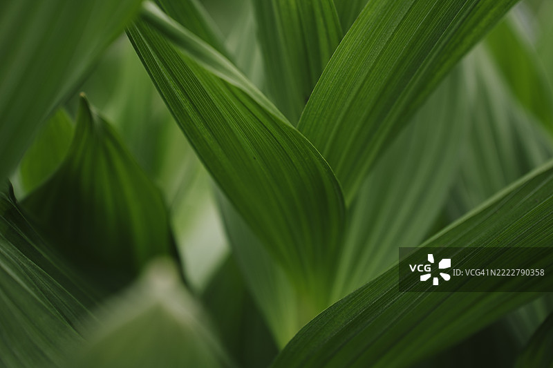 假百合（Veratrum viride）特写，绿色大叶的纹理与线条图片素材