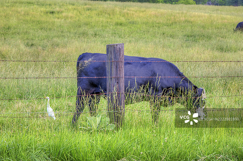 草地上的伙伴图片素材