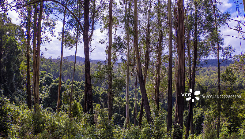 阿尔弗雷德国家公园，东吉普斯兰，维多利亚州，澳大利亚图片素材