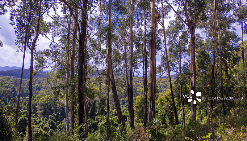 阿尔弗雷德国家公园，东吉普斯兰，维多利亚州，澳大利亚图片素材