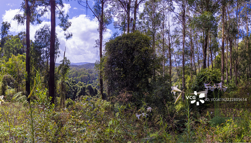 阿尔弗雷德国家公园，东吉普斯兰，维多利亚州，澳大利亚图片素材