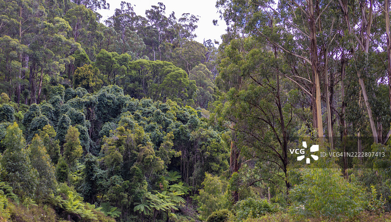 阿尔弗雷德国家公园，东吉普斯兰，维多利亚州，澳大利亚图片素材