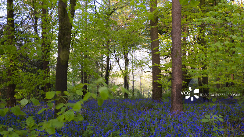 春季的蓝铃木林，位于英国北多塞特。图片素材