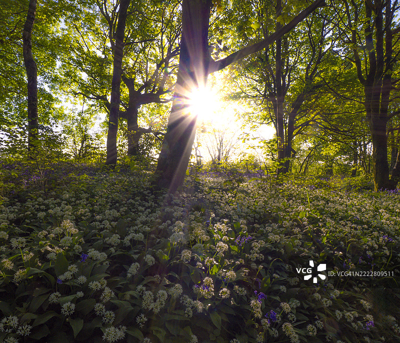 春季的蓝铃木林，位于英国北多塞特。图片素材