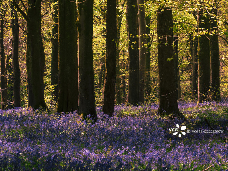 春季的蓝铃树林，位于英国北多塞特。图片素材
