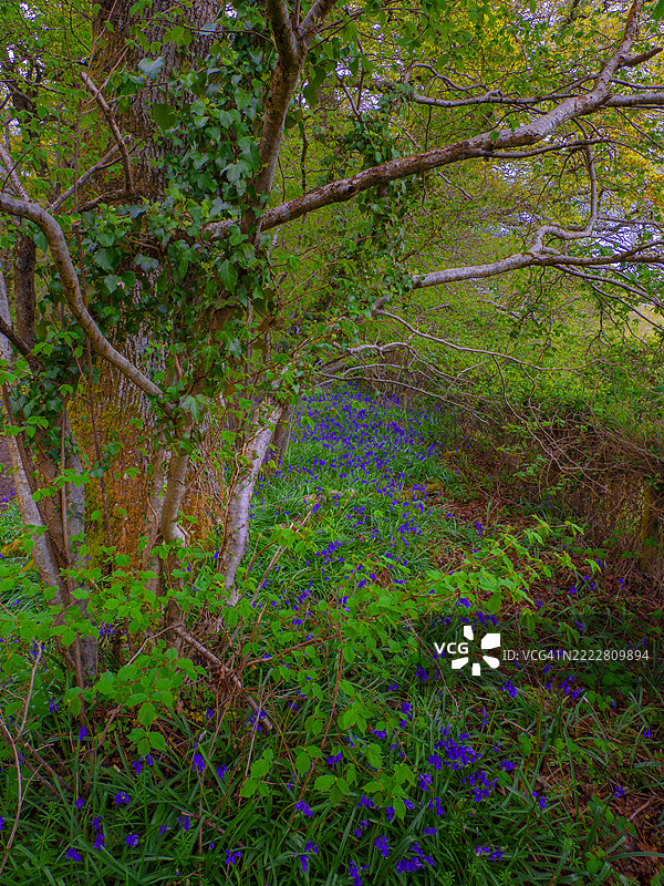 春季的蓝铃木林，位于英国北多塞特。图片素材