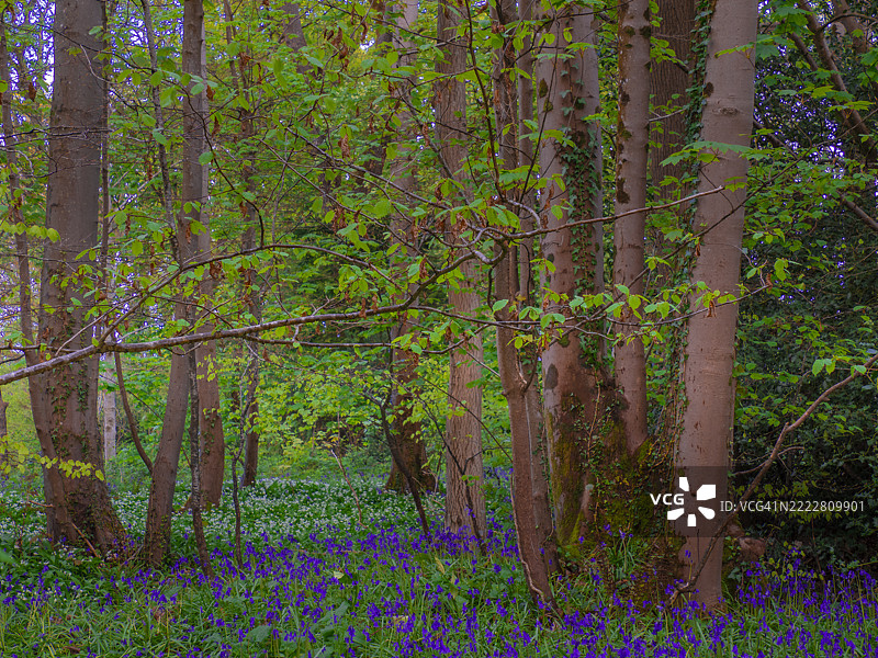 春季的蓝钟花林，位于英国北多塞特。图片素材