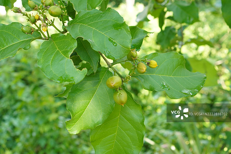 花园中盛开的花生果树，果实呈橙色，成熟的花生果，背景为自然风光，食物图片素材