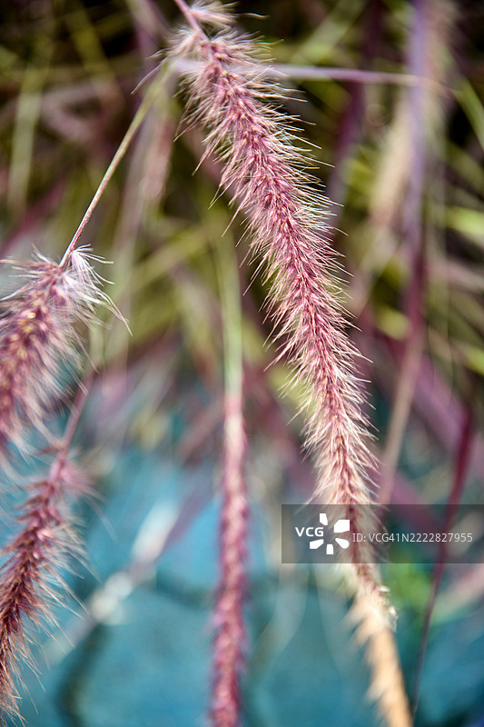 紫色喷泉草的特写展示了它细长的红紫色叶子。图片素材